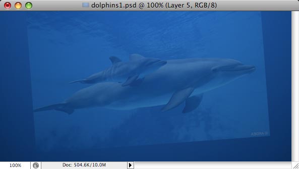 Dolphins image 3