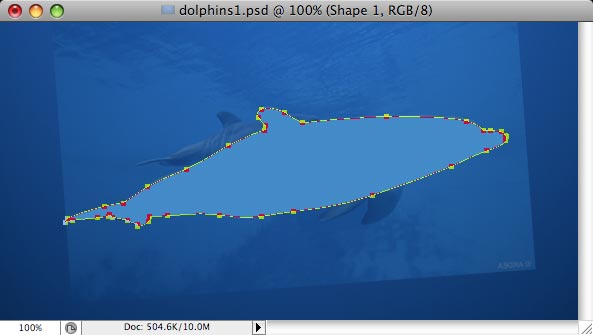 Dolphins image 4