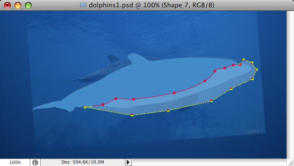 Dolphins image 5
