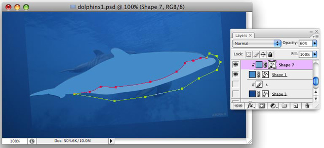 Dolphins image 6