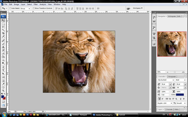 Lion Picture 1