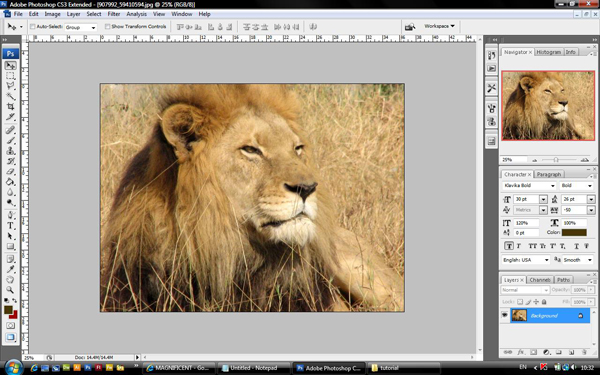 Lion Image 2