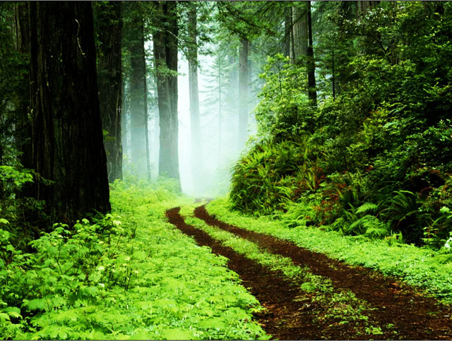 Load the image into Photoshop design background in photoshop. Load the image into Photoshop
