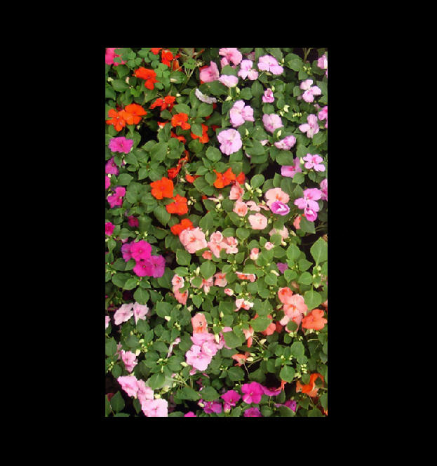 Make a Grassy and Flowery Soft Drink Can in Photoshop image 14