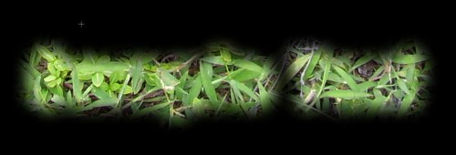 Design a Refreshing Natural Text Effect with Leaves and Wood Texture in Photoshop image 10