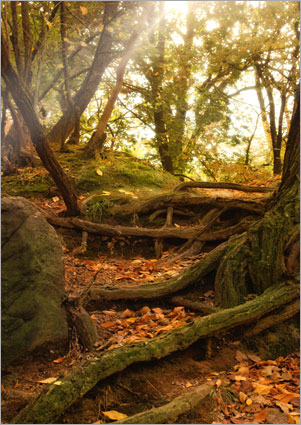 Making of a Forest Magical Scene image 1