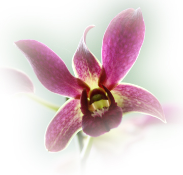 Master Photoshops Selection Tools in Under 30 Minutes image 27
