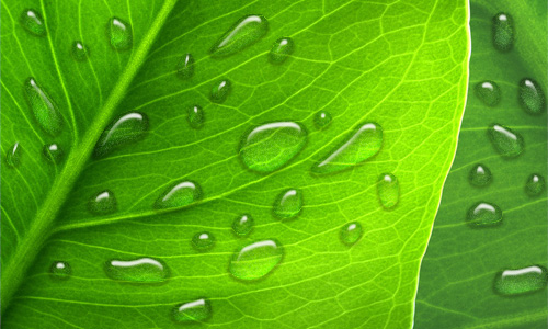 How to Make Realistic Dew image 15
