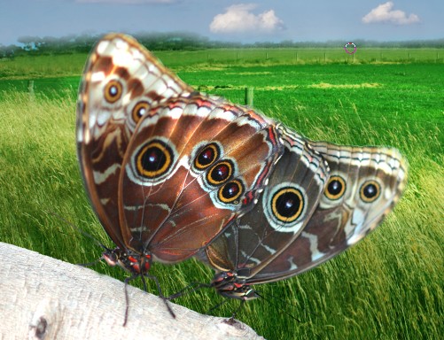 image 35