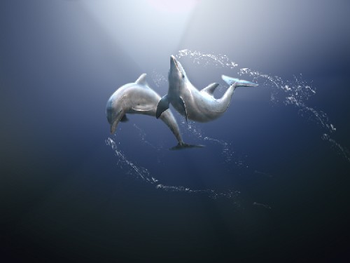 image 31