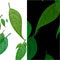 Material Image