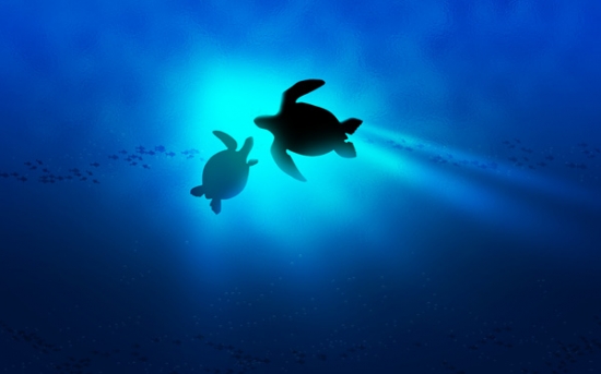 How To Draw Mom And Baby Turtle Wallpaper