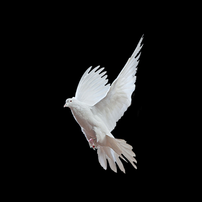 image 23