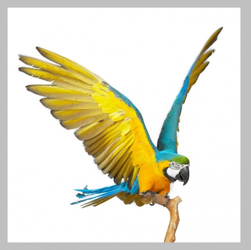 Img