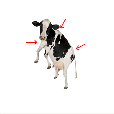 Img