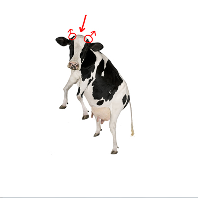Img
