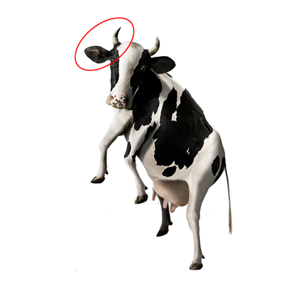 Img