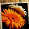 Material Image
