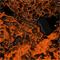 Click to read this material