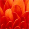 Material Image