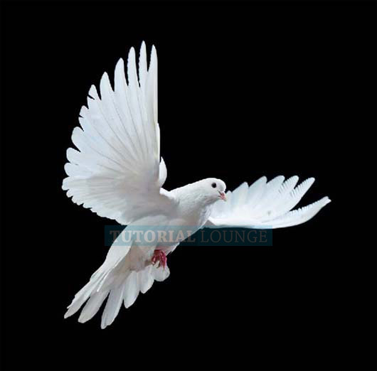 Dove stock in Photoshop