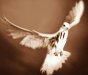 Optimized image (gif, 15kb)