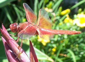 Dragonfly compressed