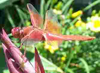 Dragonfly over compressed
