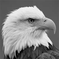 photoshop image effects desaturate