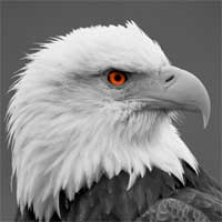 photoshop image effects final image