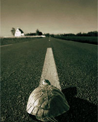 Is Your Site Too Slow? Why Image Optimization Is Critical When You Create A Web Site