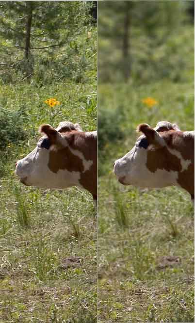 Lens Blur with Alpha Channels Tutorial: Final Result