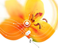 Introduction to Flash MX Design 