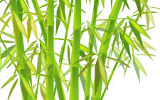 chinese bamboos illustration