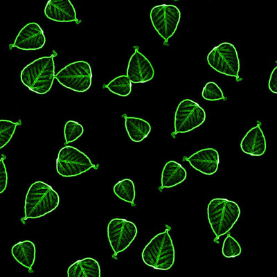 Leaves