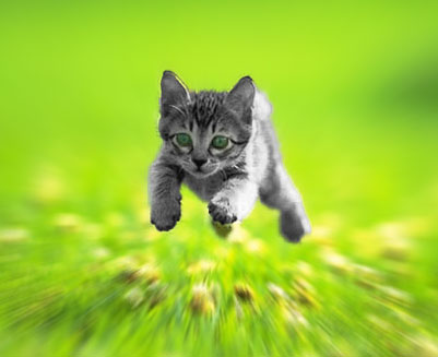 http://www.webdesign.org/img_articles/7072/Action-Kitten.jpg