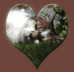 Love Heart Picture Tutorial: Final Result