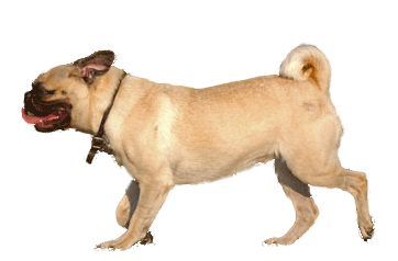 Dog-Extract