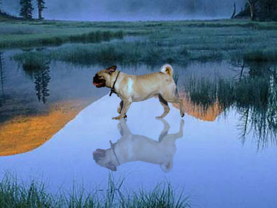Dog-Match-Color