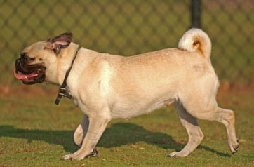 Dog-Original