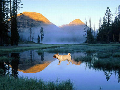Dog-on-the-water
