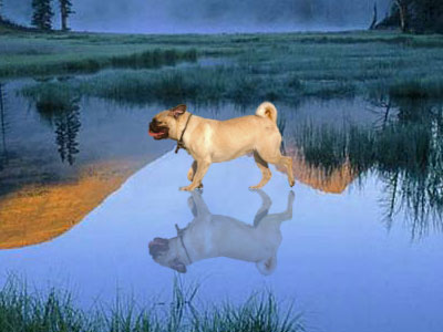 dog-shadow