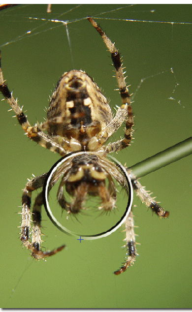 Applying a Loupe Effect Tutorial: Final Result
