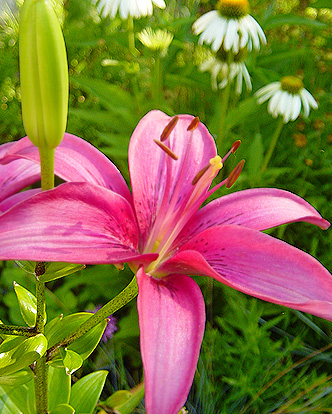 flower backgrounds for photoshop. flower to stand out.