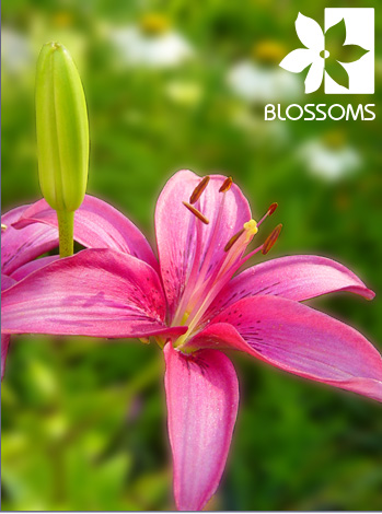 Defocusing Background in Photoshop Tutorial: Final Result