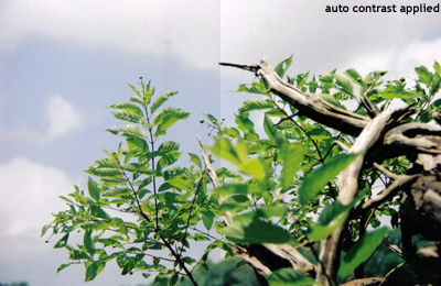 Photo Correction 101: Contrast