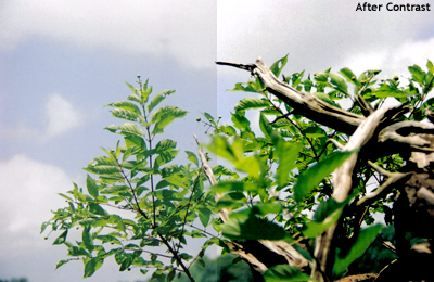 Photo Correction 101: Contrast Layers Tutorial: Final Result