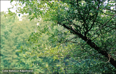 Photo Correction 101: Color Balance Tutorial: Final Result