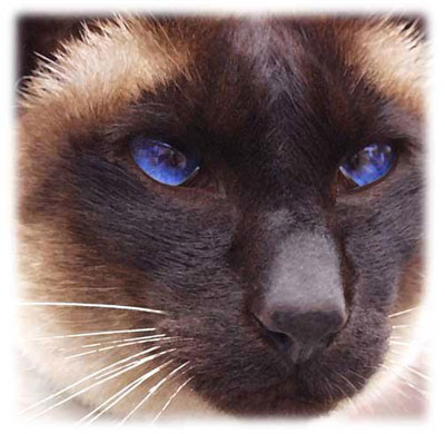 Pet Portraits Tutorial: Final Result (Click to enlarge)