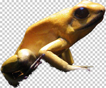 Frog Extract